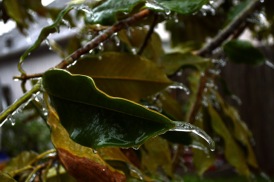 magnolia_leaf